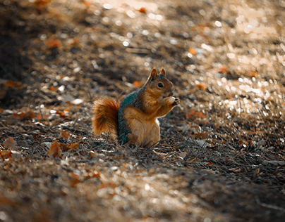 Squirrel Eats Acorn