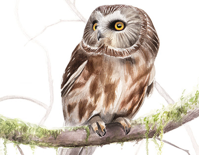 Ornithological Watercolor Illustrations