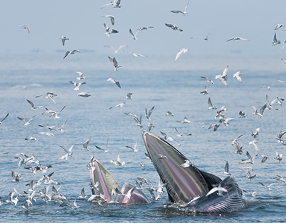 Las ballenas Franca frente a gaviotas agresivas