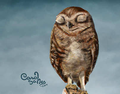 Corujinha / Little owl