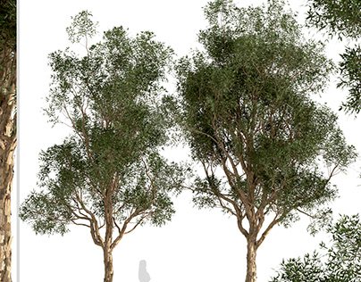 Set of Eucalyptus Globulus Trees (Blue gum) (2 Trees)