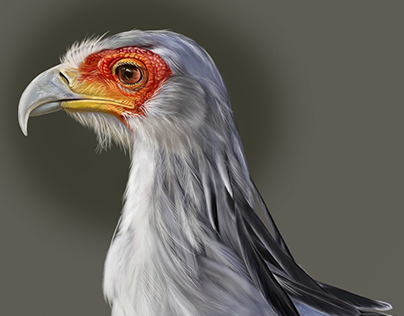 Secretary Bird Photoshop illustration