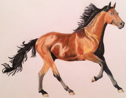 Horse in coloured pencil