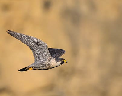 Wanderfalke / Peregrine Falcon