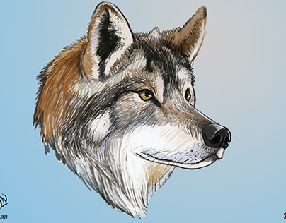 Wolf illustration 3/4 View