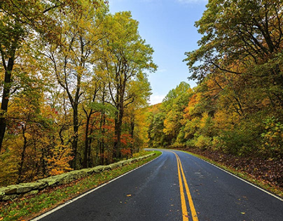 Asphalt road surrounded with colorful trees.