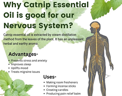 Catnip Essential Oil is good for our Nervous System?