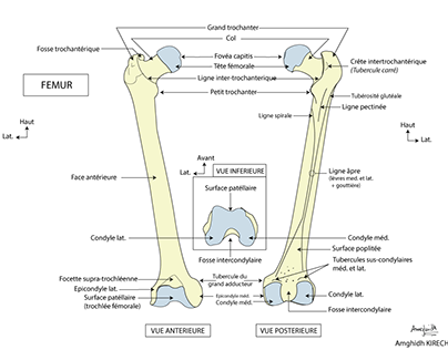 Schémas Anatomie - Ostéologie