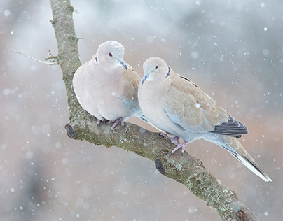 Turtledoves in a snowstorm