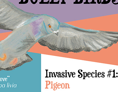 "Bully Birds" invasive species poster concept