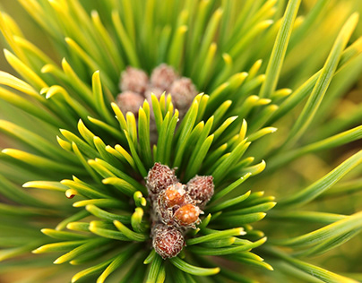 Pinus mugo ‘Carstens’ (‘Carstens Wintergold’)