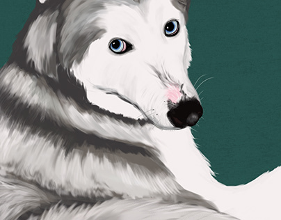 Husky Digital Painting
