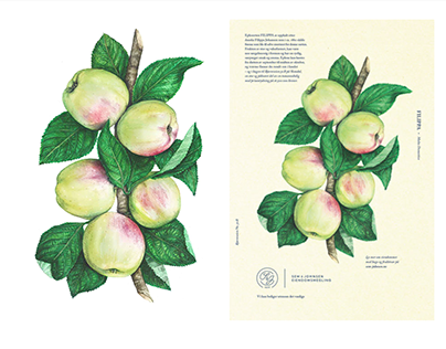 Botanical Apple Illustrations