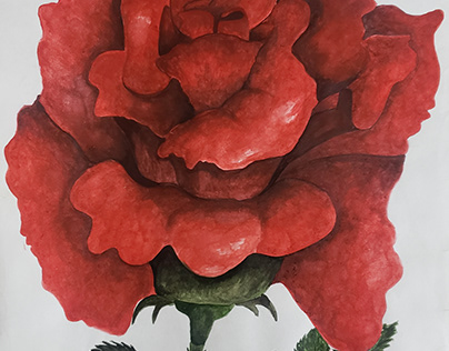Watercolor Painting- Rose