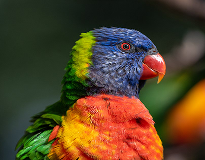 Rainbow lorikeet - Seaford, Victoria, Australia