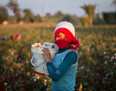 Egypt's Cotton Harvest Season