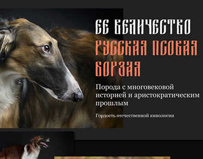 Legendary breed of hunting dogs - Russian Greyhound.