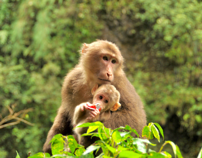 Monkey in Mount Emei
