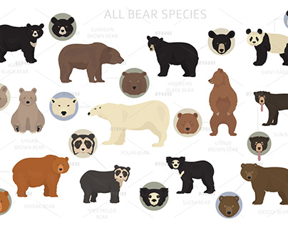 Bear species
