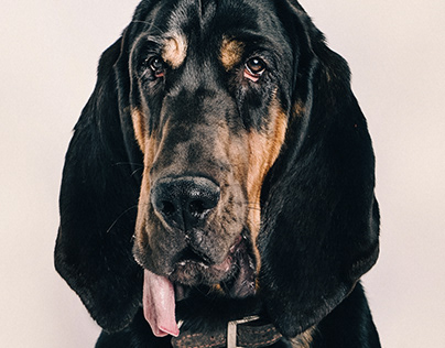 Sherlock / Bloodhound / Animal Photography