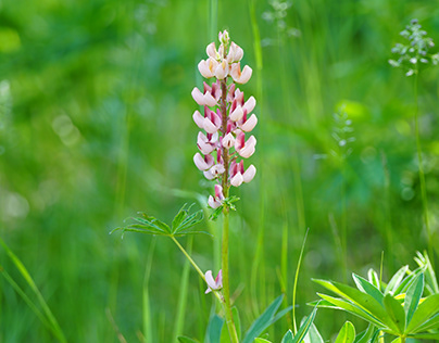 Lupines in the wild