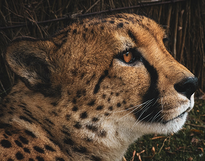 Cango & Kunjuka: Wellington Zoo Cheetahs | Photography