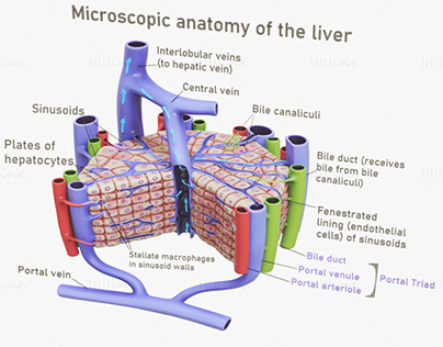 Microscopic Anatomy Of Liver 3D Model