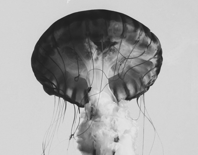 Jellyfish : Exploration