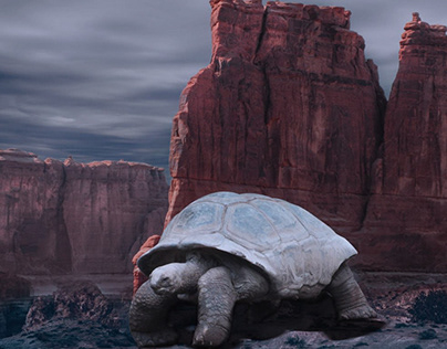 Photoshop, turtle, mountain