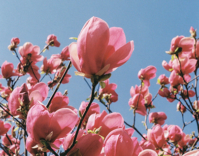 magnolias // 35mm film