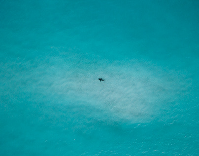 Tiburón Toro desde el cielo