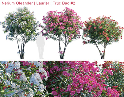 Nerium Oleander | Laurier