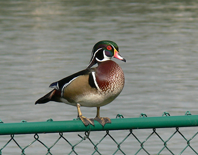 The Wood Duck is the most amazingly colorful waterfowl