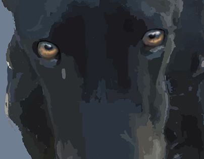 Galgo Greyhound