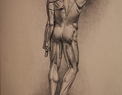 Figure Muscles Drawing
