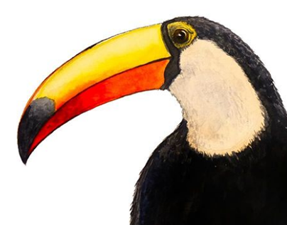 Toucan illustration