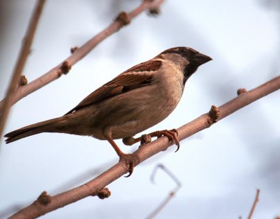 A sparrow stays on a branch