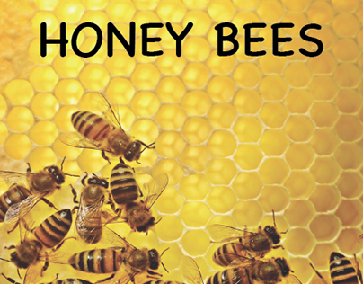 Honey Labels