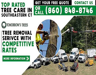 Tomorrow Trees: Professional Tree Cutting Service in CT