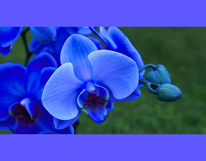 blue-orchid change color