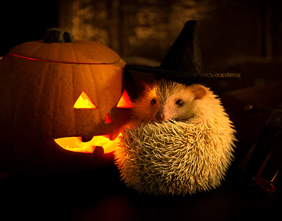 Hedgehog Halloween