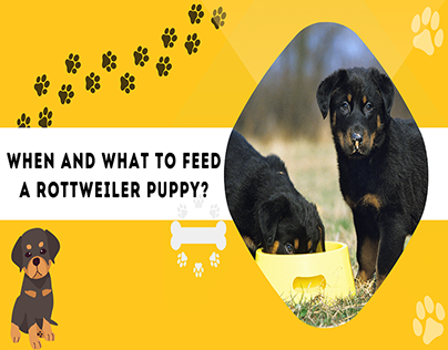 When and what to feed a Rottweiler puppy?
