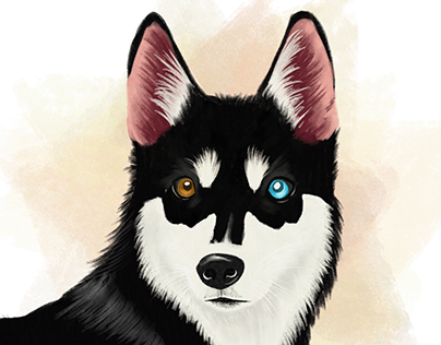 Pet Husky Digital Illustration