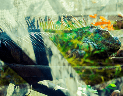 A rare animal named Green iguana - Saigon