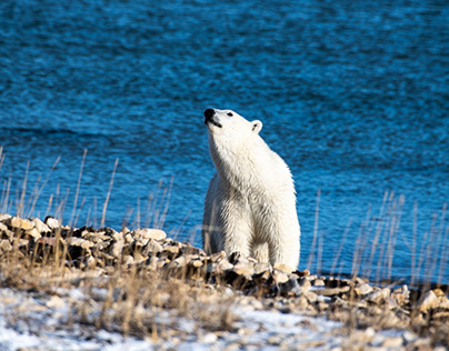 Canada, Polar bear environment