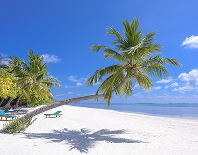 Photo of Coconut Trees On Seashore