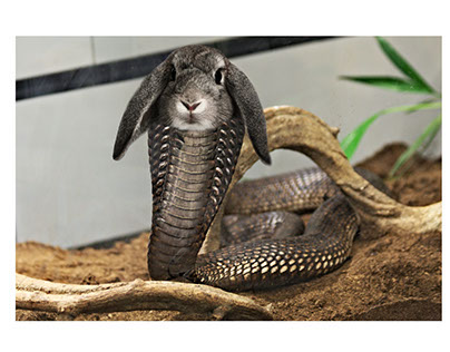 Cobra Rabbit