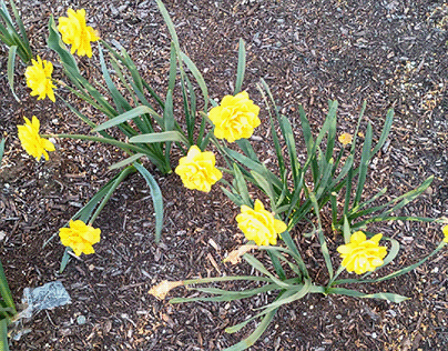Eight Small Daffodil Flowers