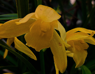 Wild yellow orchid