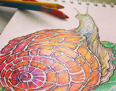 Artwork Organic Snail (Pencil color)